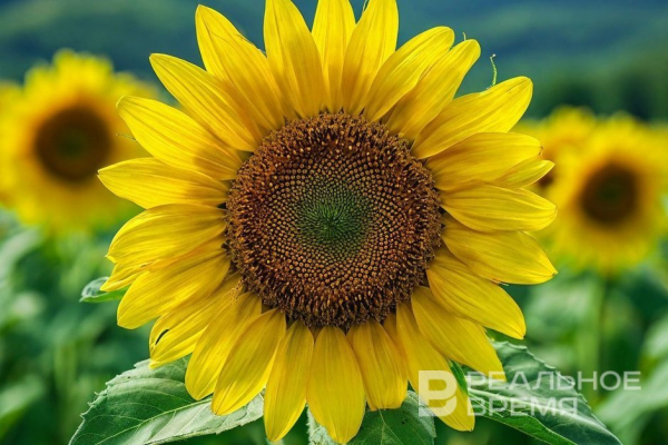 В Татарстане выявили некачественный подсолнечник: три партии не прошли проверку ГОСТа