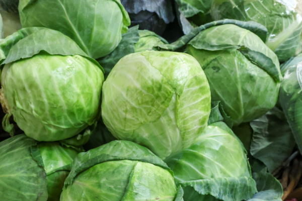 Как выбрать идеальную капусту без разреза: бабушкин способ помогает найти самый сочный и хрустящий кочан с первого взгляда