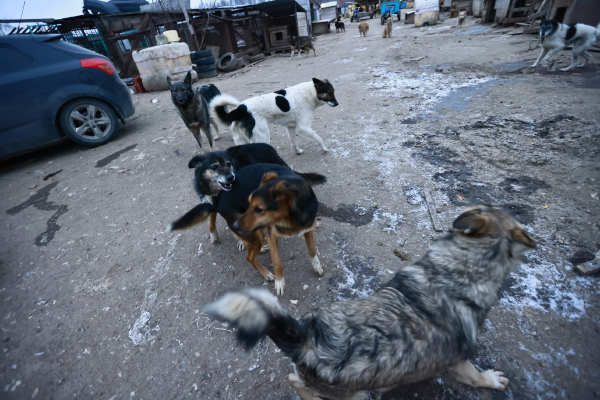 Депутаты предложили включить в список опасных пород собак алабаев и бультерьеров