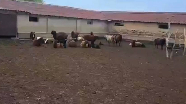 В Жамбылской области раскрыта кража 16 овец и ягнят с пастбища
