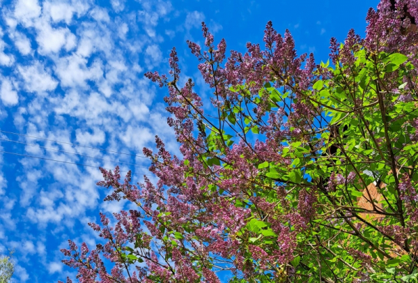 Снежный покров до 8 сантиметров сформируется в Москве в пятницу
