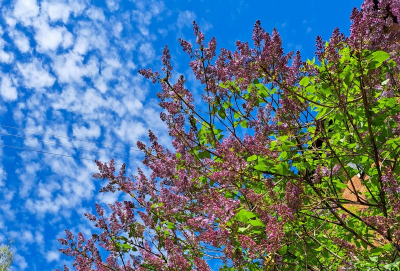 Снежный покров до 8 сантиметров сформируется в Москве в пятницу
