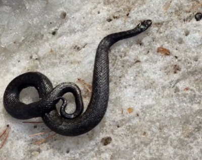 В Татарстане проснулись первые гадюки - видео 21/03/2026 &ndash; Новости