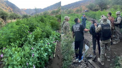 Крупную плантацию конопли и мака выявили в Туркестанской области