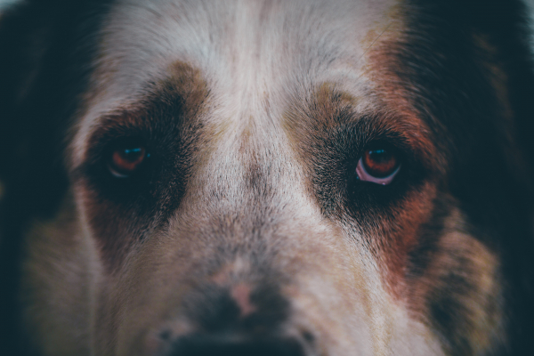 Владелец &laquo;Додо Пиццы&raquo; заступился за управляющую, уволившую курьера