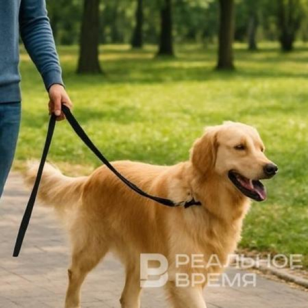 В Татарстане хотят запретить держать опасных собак в коммунальных квартирах