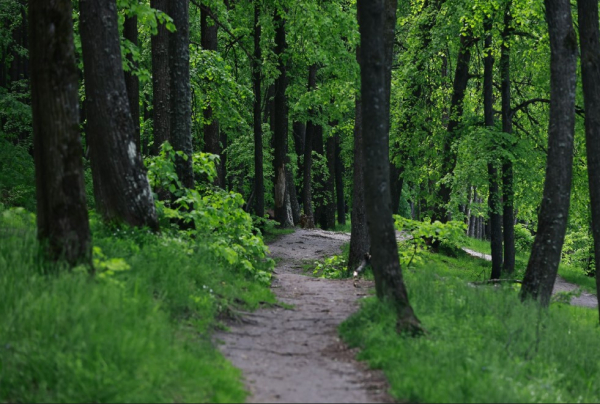 Татарстанцам напомнили о штрафах за нарушение пожарной безопасности в лесах