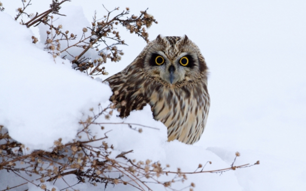 Снег и метели ожидаются на большей части Казахстана