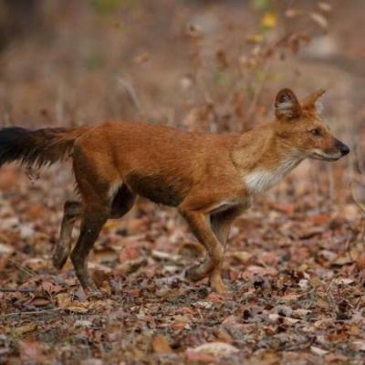В Роспотребнадзоре назвали животных, которые чаще всего переносят бешенство