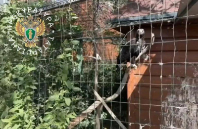 Прокуратура нашла множество нарушений в нижнекамском частном зоопарке &laquo;Ноев Ковчег&raquo;