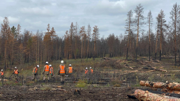 Санитарная вырубка горельника продолжается в области Абай