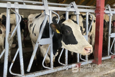 В соседней с Татарстаном Чувашии ввели карантин из‑за вспышки пастереллеза