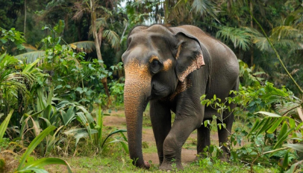 Слон напал на автобус с россиянами в Шри-Ланке: подробности инцидента