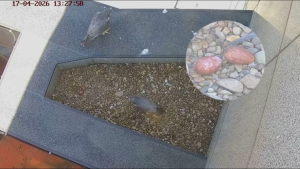 У сапсанов на крыше Уралсиба в Уфе в кладке появилось два яйца 17/04/2026 &ndash; Новости