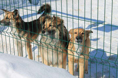 Образцовый приют для бездомных животных появился на окраине Петропавловска