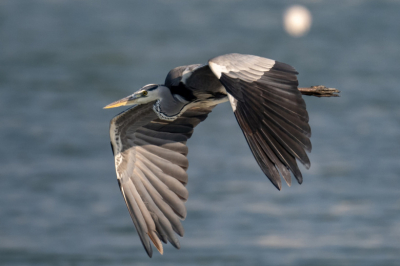 Приметы 9 марта &mdash; Иванов день: встречаем перелетных птиц