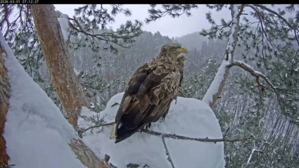 Орланы Чулман и Кама обустраивают гнездо в нацпарке &laquo;Нижняя Кама&raquo;