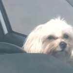 Жители Татарстана могут получить бесплатную юридическую помощь по вопросам животных