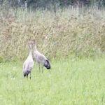 Краснокнижные журавли и цапли попали в объективы камер в Татарстане