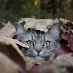 Последнее воскресенье сентября в Татарстане будет по-летнему теплым