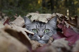 Последнее воскресенье сентября в Татарстане будет по-летнему теплым