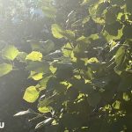 В Татарстане 28 сентября воздух прогреется до +23 градусов