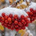 Арктическое вторжение: в Татарстане температура рухнет до -5, ждут снег