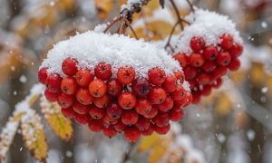 Арктическое вторжение: в Татарстане температура рухнет до -5, ждут снег