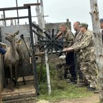 В Татарстане впервые чипировали маралов