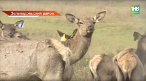 «Прописка» для оленей: маралам Зеленодольского района установили чипы