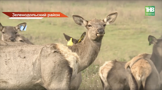 «Прописка» для оленей: маралам Зеленодольского района установили чипы