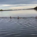 Трогательный заплыв: косуля и трое детенышей переплыли Волгу в Татарстане – видео