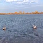 «Настоящие герои — не в кино»: в Татарстане спасли двух краснокнижных лебедей – видео