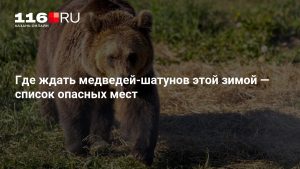 Где ждать медведей-шатунов этой зимой — список опасных мест