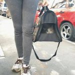 В Нижнекамске спасли кошку, месяц прожившую в квартире без еды после похорон хозяина