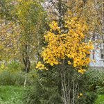 Последние теплые дни в Татарстане: арктический антициклон уже близко
