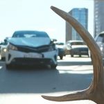 Редкий пятнистый олень погиб в Казани: почему лесные гости все чаще выходят к людям?